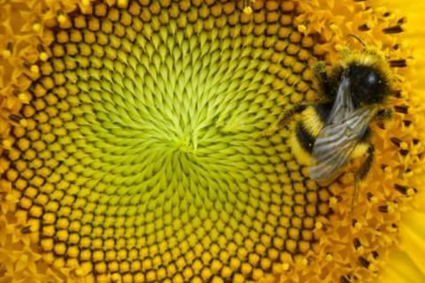Проектът за въвеждане на биоразградима опаковка в производството на пчелен мед бе успешно реализиран от фондация „Синята птица” в периода 2007 г. – 2010 г. Целта на фондацията беше чрез този проект да съдейства за опазването на околната среда...
